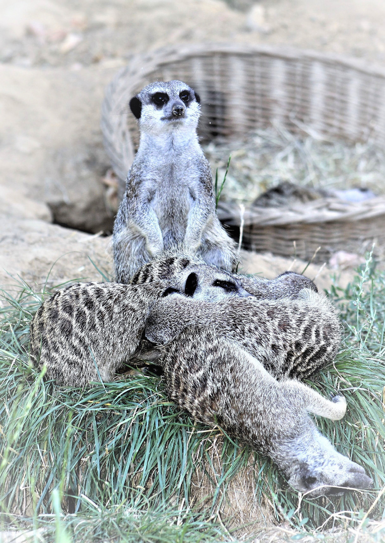 Erdmännchen im Kölner Zoo 1