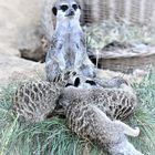 Erdmännchen im Kölner Zoo 1