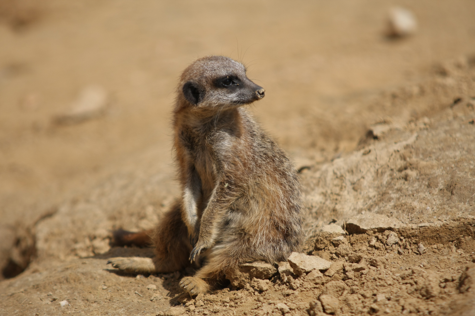 Erdmännchen im Kölner Zoo 1