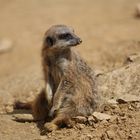 Erdmännchen im Kölner Zoo 1