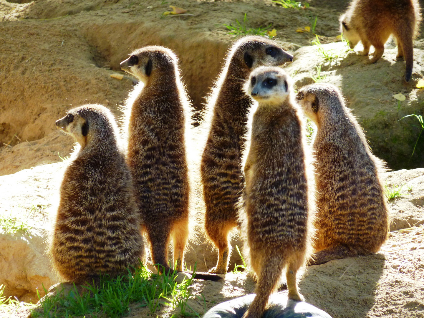 Erdmännchen im Kölner Zoo (2)