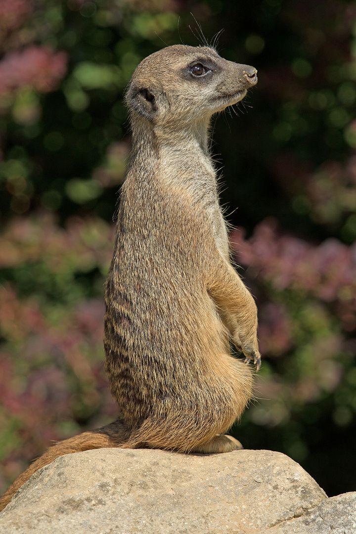 Erdmännchen im Kölner Zoo (2)