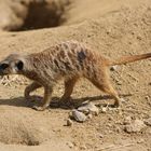 Erdmännchen im Kölner Zoo 2