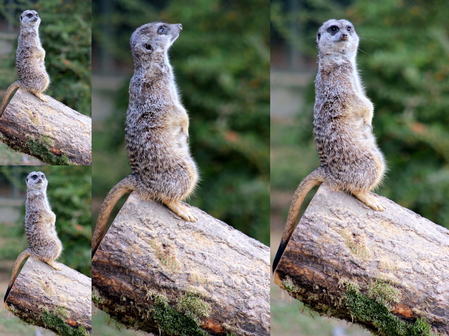 Erdmännchen im Kölner Zoo (2)