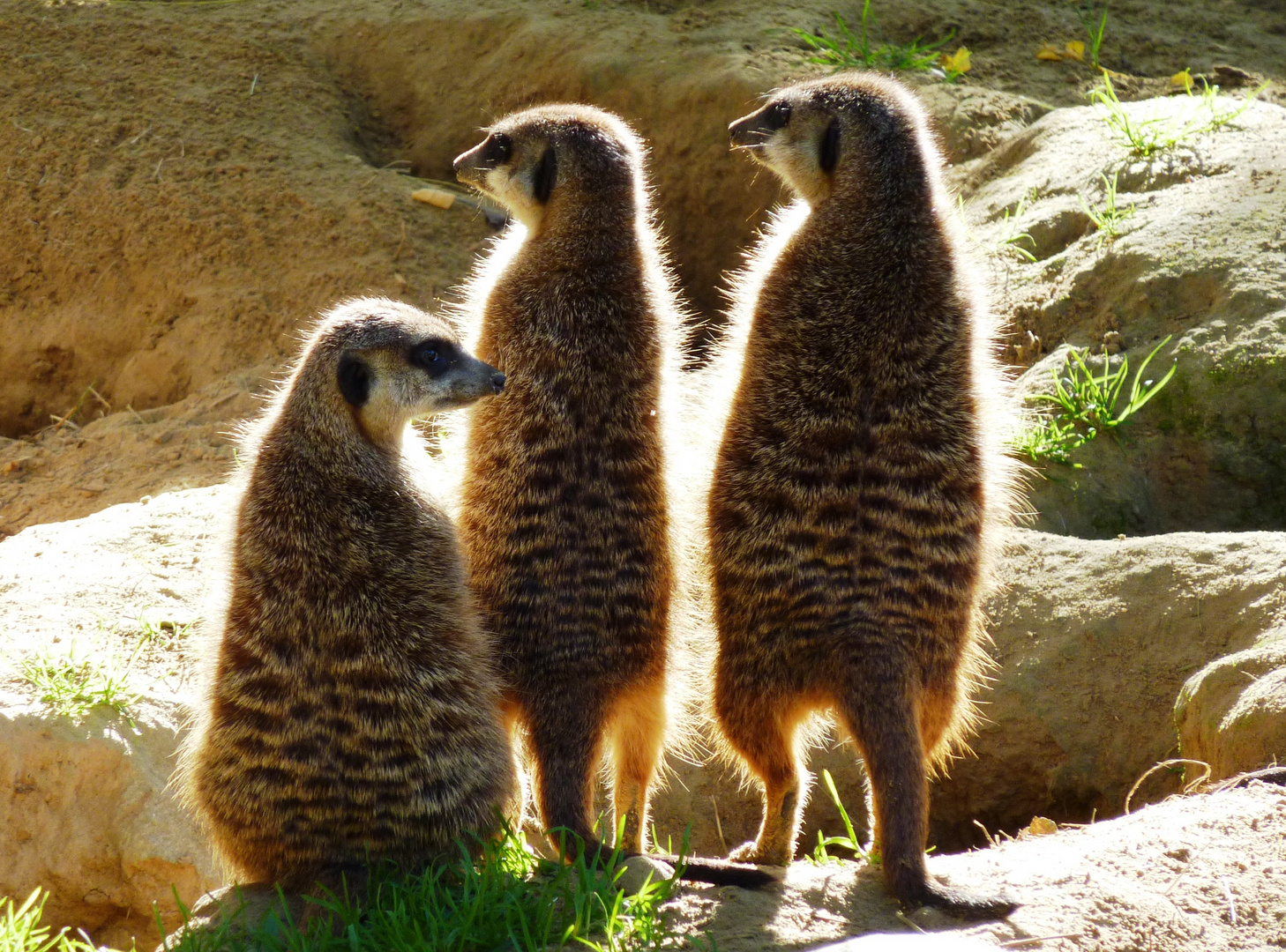 Erdmännchen im Kölner Zoo (3)