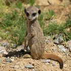 Erdmännchen im Kölner Zoo (3)