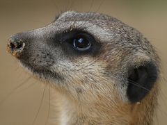 Erdmännchen im Kölner Zoo