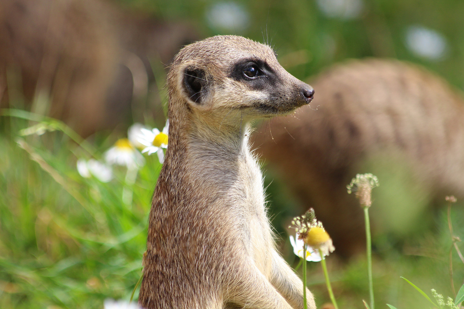 Erdmännchen im Kölner Zoo