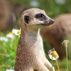 Erdmännchen im Kölner Zoo