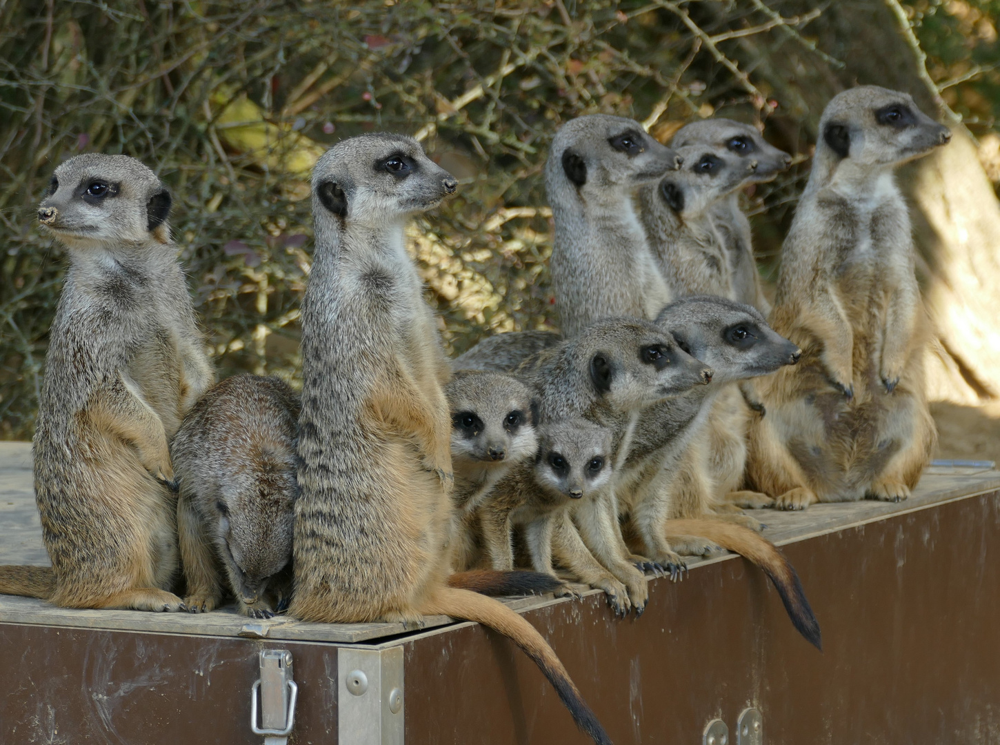 Erdmännchen im Kölner Zoo