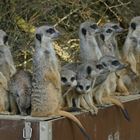 Erdmännchen im Kölner Zoo