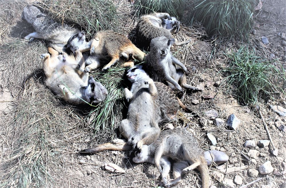 Erdmännchen im Kölner Zoo 7