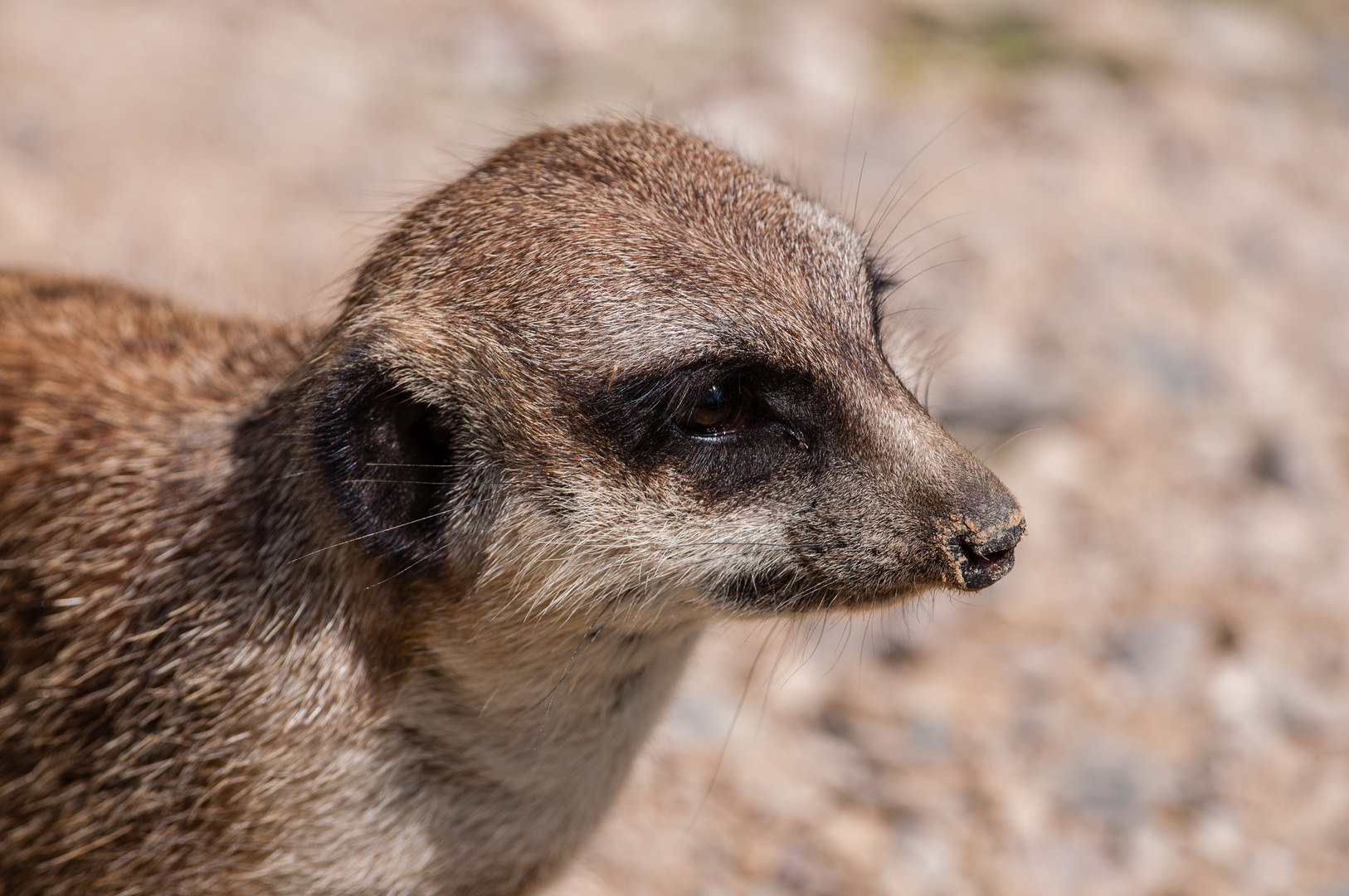 Erdmännchen im Kölner Zoo