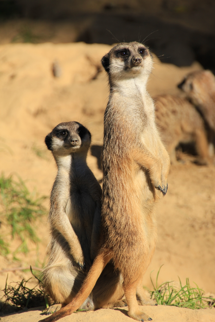 Erdmännchen im Kölner Zoo