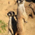 Erdmännchen im Kölner Zoo