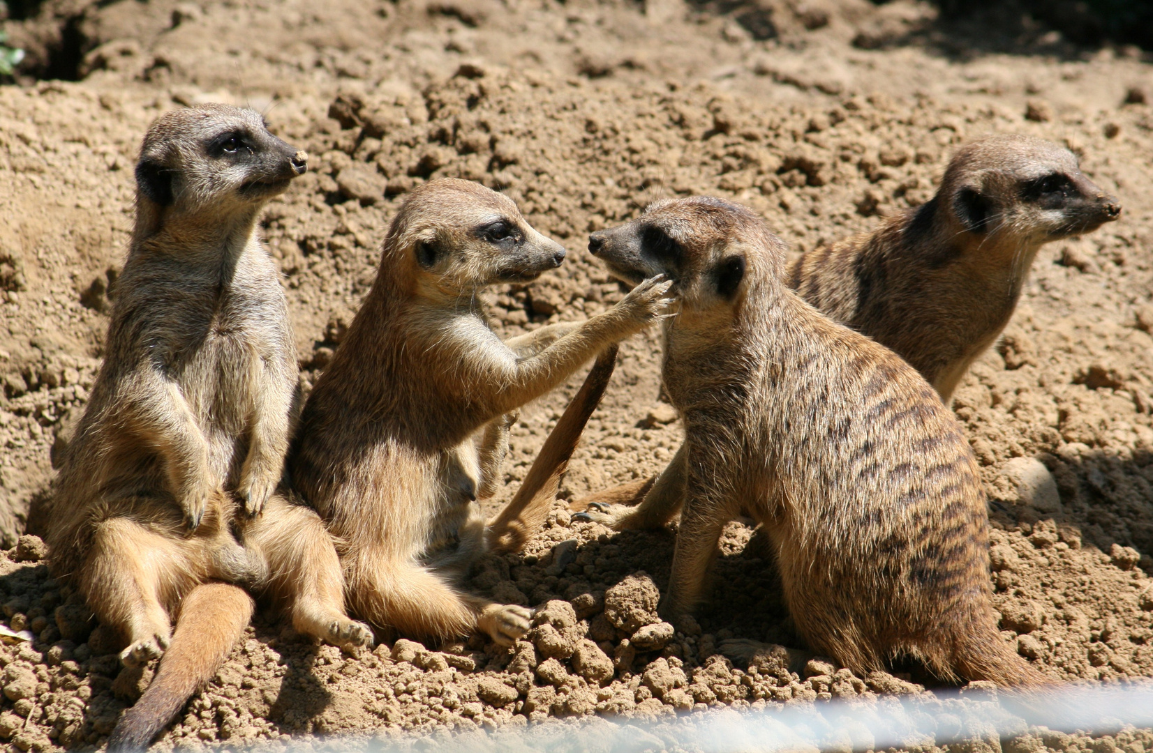 Erdmännchen im Kölner Zoo