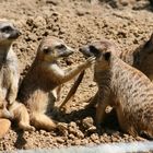 Erdmännchen im Kölner Zoo