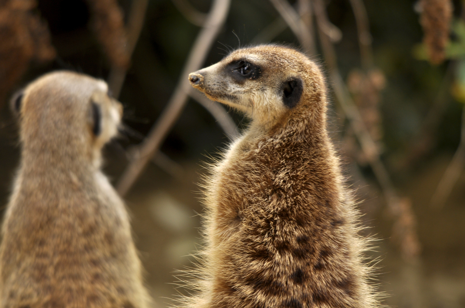 Erdmännchen im Kölner Zoo