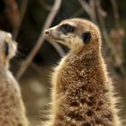 Erdmännchen im Kölner Zoo