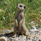 Erdmännchen im Kölner Zoo