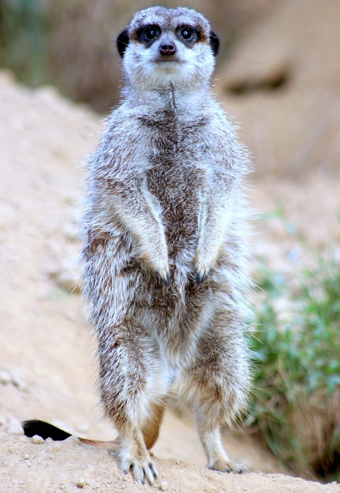 Erdmännchen im Kölner Zoo