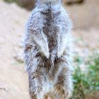 Erdmännchen im Kölner Zoo