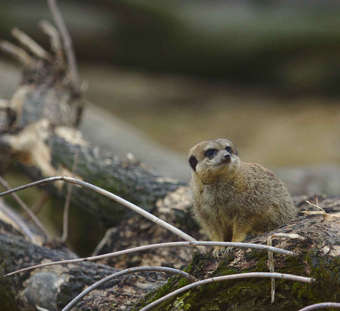 Erdmännchen im Kölner Zoo