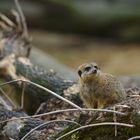 Erdmännchen im Kölner Zoo