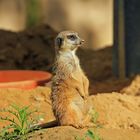 Erdmännchen im Kölner Zoo