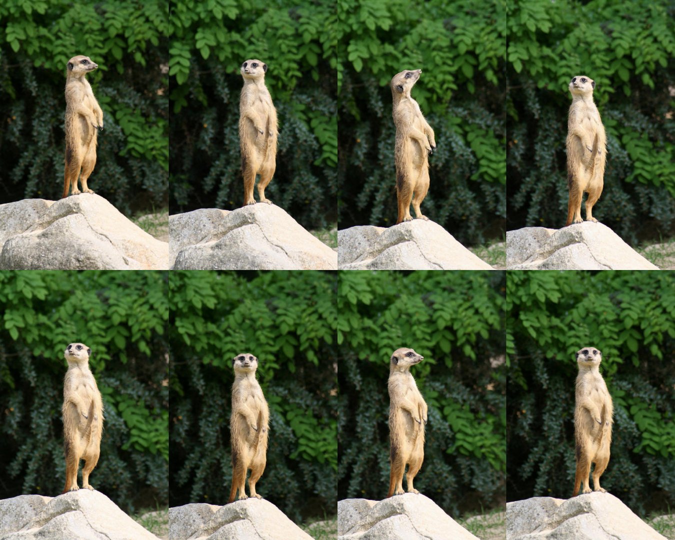 Erdmännchen im Kölner Zoo auf Beobachtungsposten (2)