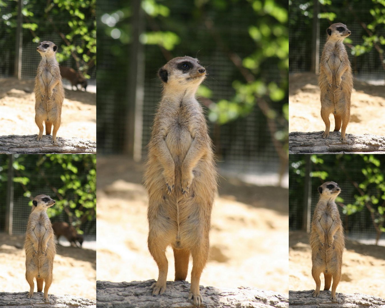 Erdmännchen im Kölner Zoo auf Beobachtungsposten (3)