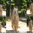 Erdmännchen im Kölner Zoo auf Beobachtungsposten (3)