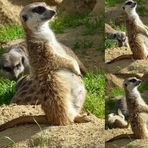 Erdmännchen im Kölner Zoo auf Beobachtungsposten