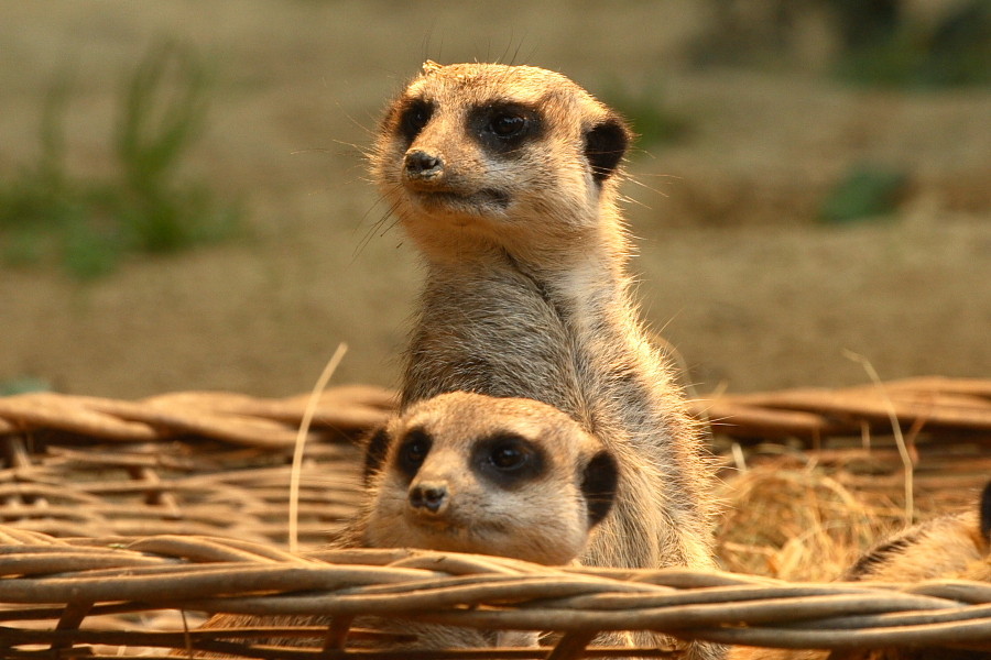 Erdmännchen im Kölner Zoo