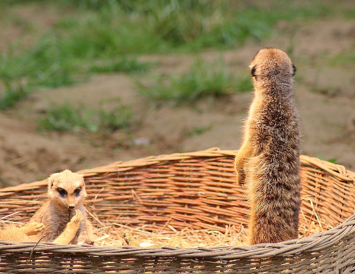 Erdmännchen im Kölner Zoo