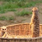 Erdmännchen im Kölner Zoo