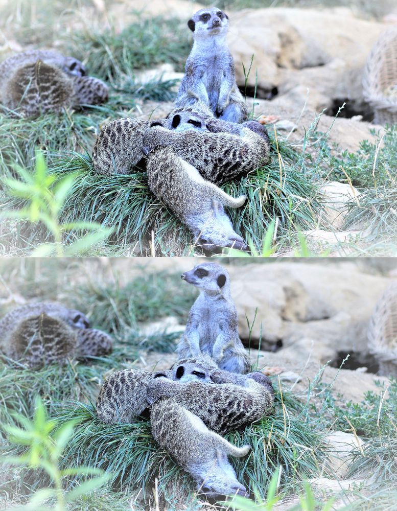 Erdmännchen im Kölner Zoo2