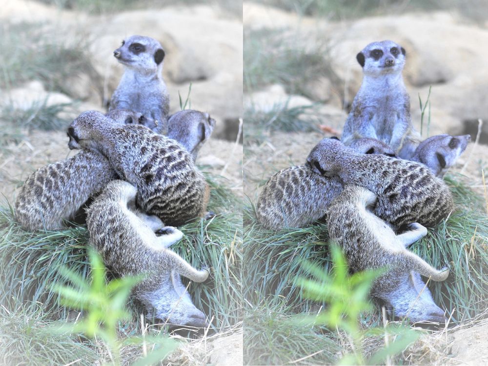 Erdmännchen im Kölner Zoo3