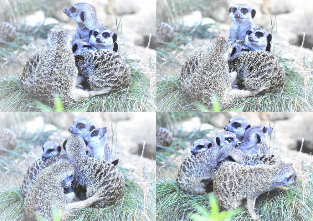 Erdmännchen im Kölner Zoo4