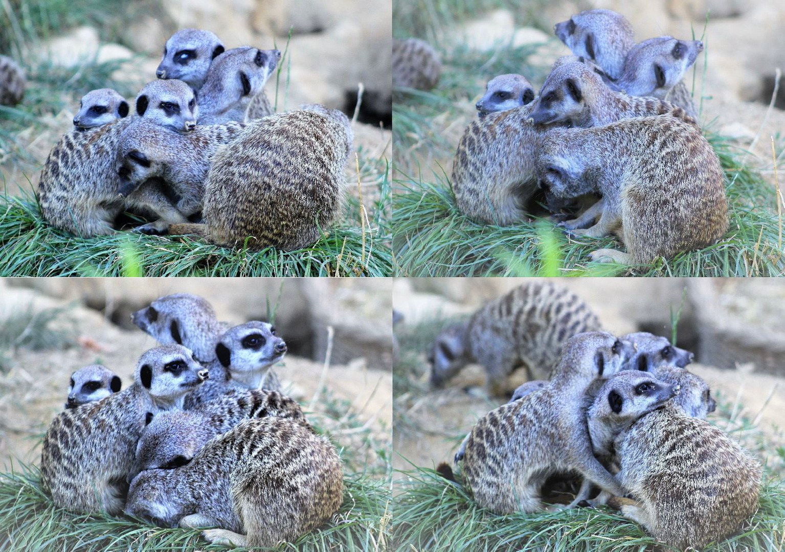 Erdmännchen im Kölner Zoo5