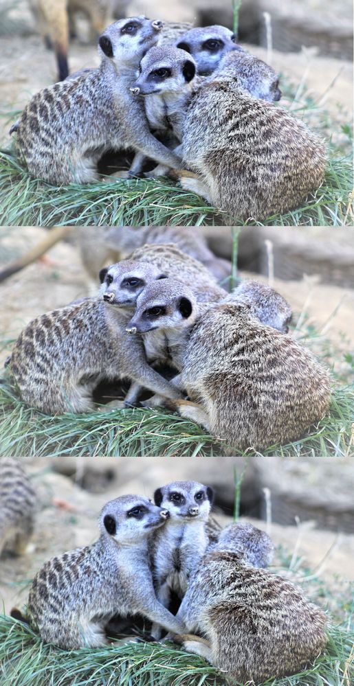 Erdmännchen im Kölner Zoo6