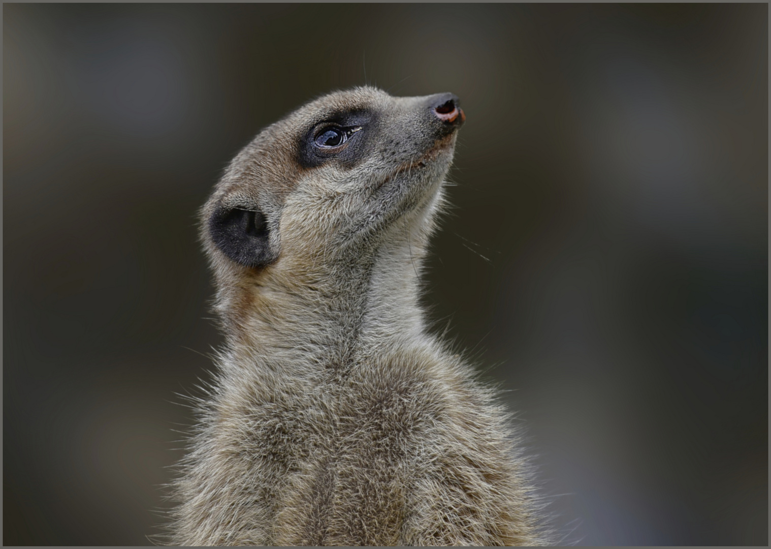 Erdmännchen im Krefelder Zoo