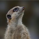 Erdmännchen im Krefelder Zoo