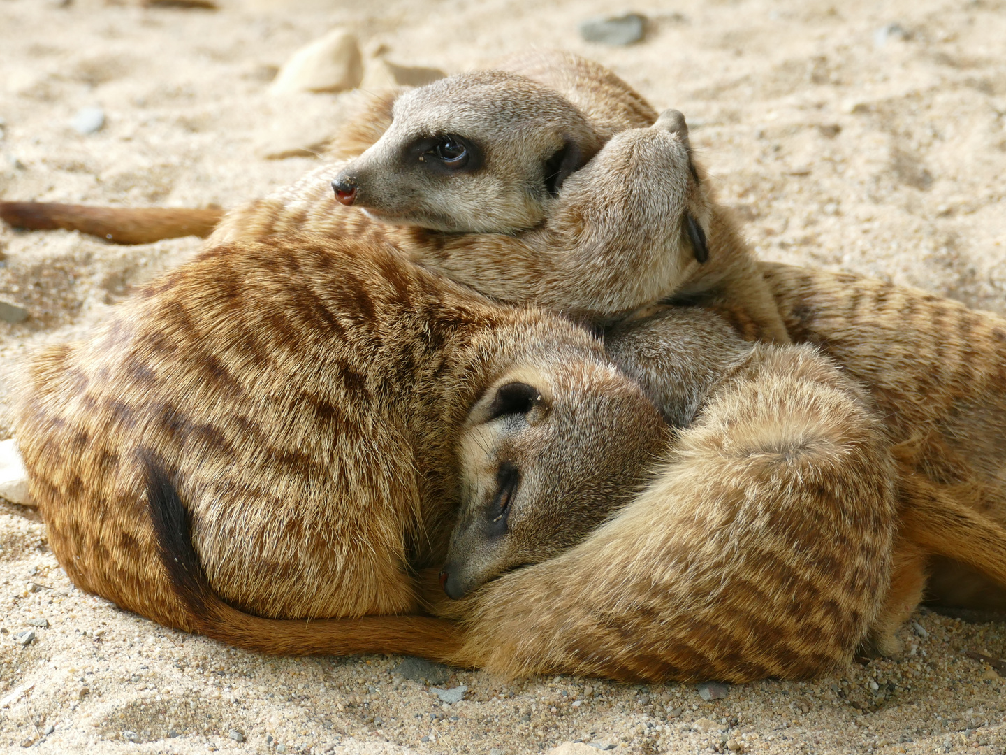 Erdmännchen im Krefelder Zoo