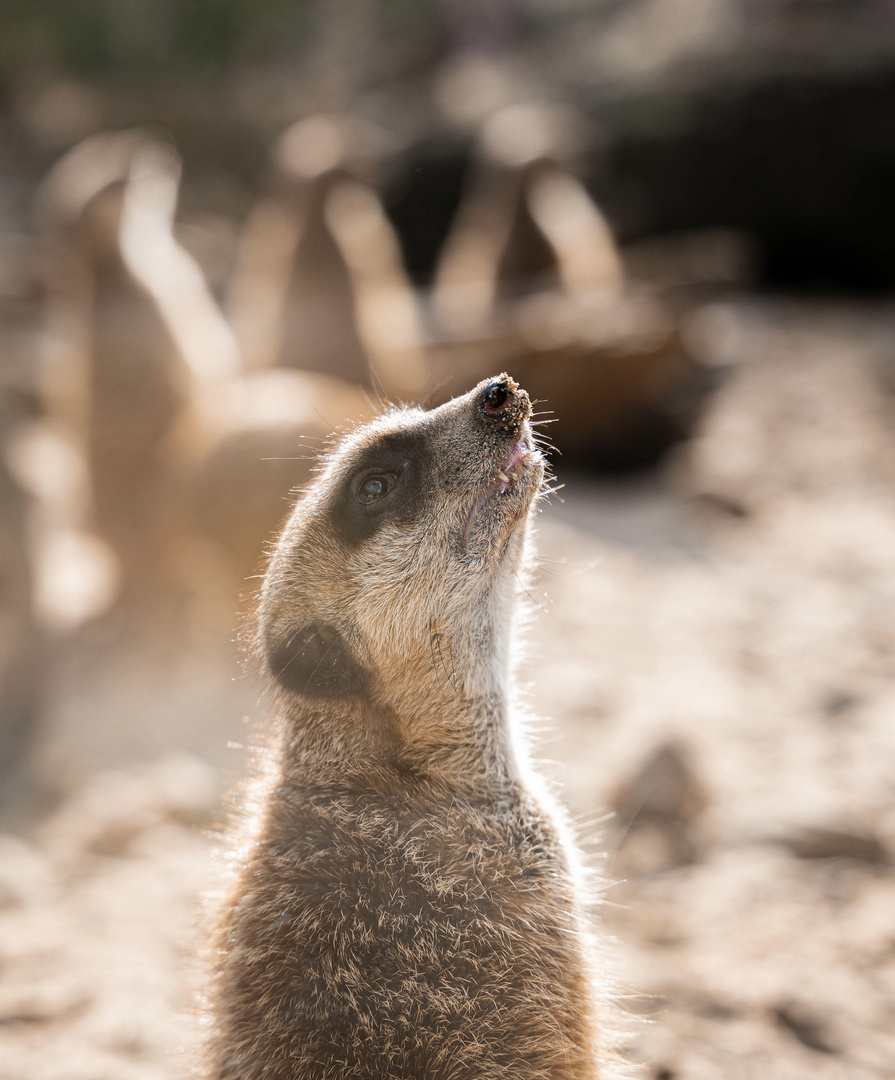 Erdmännchen im Krefelder Zoo