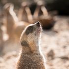 Erdmännchen im Krefelder Zoo