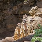 Erdmännchen im Landauer Zoo