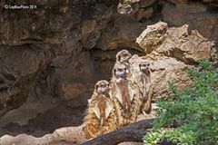 Erdmännchen im Landauer Zoo