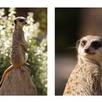 Erdmännchen im Leipziger Zoo