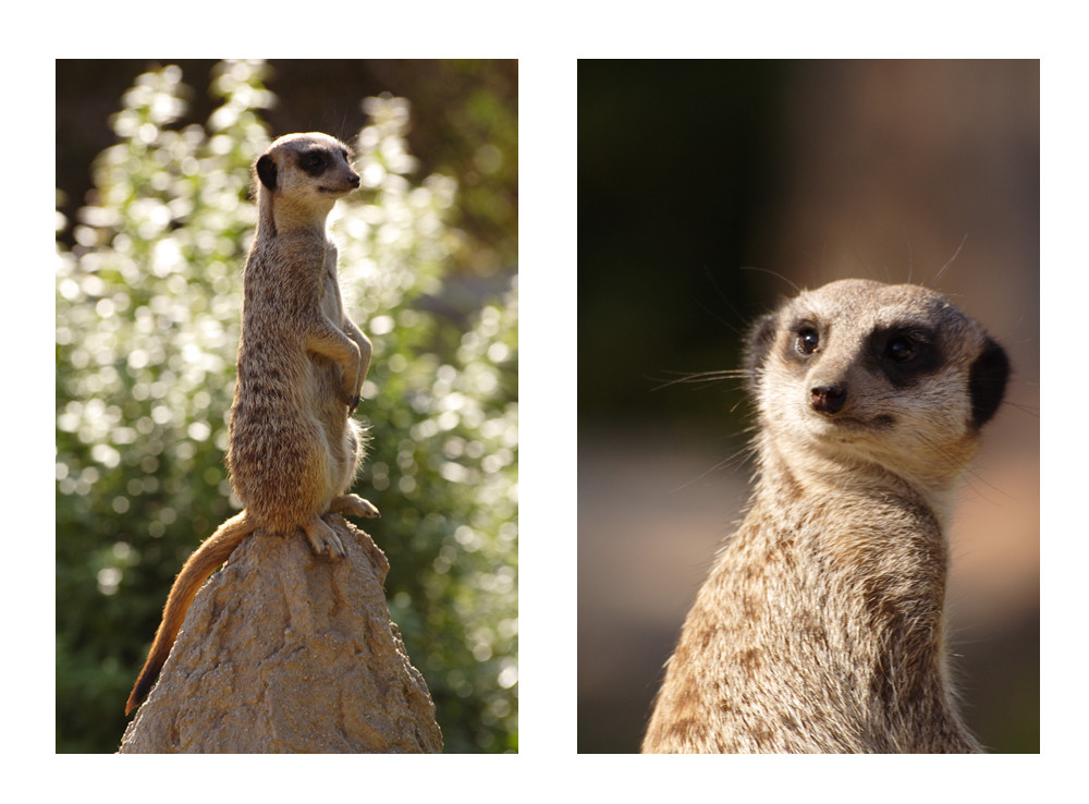 Erdmännchen im Leipziger Zoo